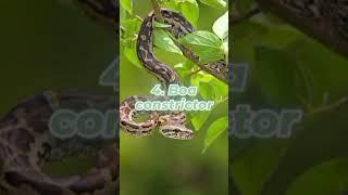 Top 10 largest snakes # knowledge party# reel is knowledge TV.