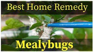 How to Easily Remove Mealybugs Instantly Using Organic Pesticide