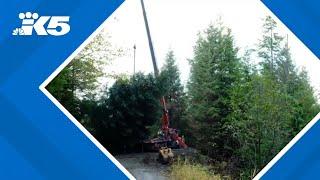 How Christmas tree for US Capitol made trek from Seattle to Washington D.C.