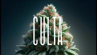 Inside CULTA: Maryland’s Cannabis Pioneers | Exclusive Behind-the-Scenes Tour 