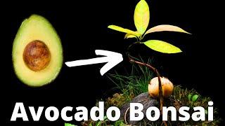 Growing an Avocado BONSAI from Seed in Timelapse! (150 Days)