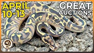 Great Ball Python Morphmarket Auctions just in time for Spring! - APRIL 10-13