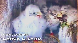 #77Red-footed Falcon Nest／LIVE Red-footed Falcon Nest Cam #1 (Polgár, Hungary)