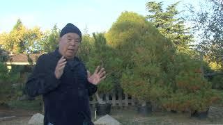 PINE PRUNING in the FALL