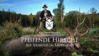 Pfeifende Hirsche - Sikabrunft im Arnsberger Wald - Jagd auf den Exot unter den Hirschartigen