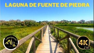 Virtual Walk in Fuente de Piedra Lagoon | Paseo relajante por la laguna en 4K con sonidos naturales.
