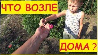 ОБЗОР УЧАСТКА ВОЗЛЕ ДОМА / Что растёт рядом с домом / Семья в деревне