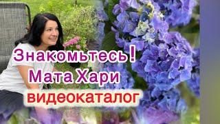 Гортензии купить в наличии‼️
