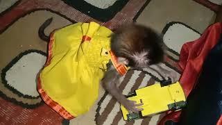 cute monkey markinah playing a toy car