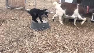 I’m the Queen of this hill! #babygoats #cute #cutebaby #goat #babyanimals #cuteanimals #queen