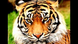 Tiger as a Totem: Personality Characteristics and Life-Path Challenges