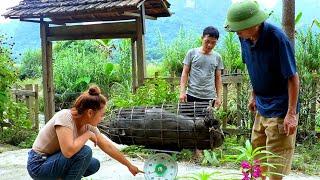 Pig selling process at the farm , Preparing to raise a new batch of pigs - Harvest pineapple