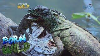 Born to be Wild: Philippine sailfin lizards in Misamis Oriental