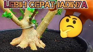 DAPET HARTA KARUN INI MAHBIKIN GERAK DASAR BONSAI SANCANG PREMNA MICROPHYLLA