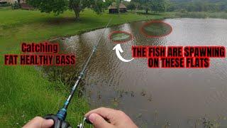 THESE FLATS are FULL of BIG & FAT Spawning Bass - Farm Dam Fishing Part 2. Bass Fishing SA.