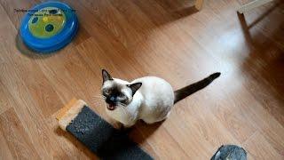 Улётное видео! Разговор о еде с тайским котом на даче! Тайские коши - это чудо! Funny Cats