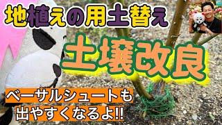 地植え【土壌改良】住みやすい環境に‼️ベーサルシュートも出やすくなります