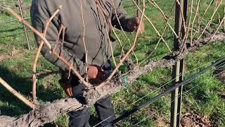 Pruning VSP grape vines with master pruners Pedro and Diego