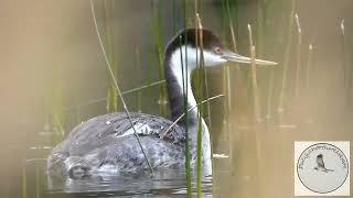 Western Grebe on Lightning Lake......very elegant little chap