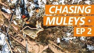 Colorado Mule Deer Hunting | Chasing Muley's | EP 2