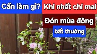 Cần làm gì khi nhất chi mai đón mùa đông bất thường