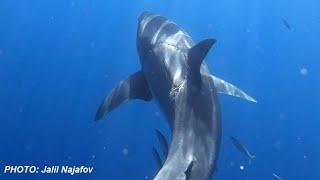 Large Great White Shark Spotted With Huge Bite Marks.