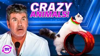 CRAZIEST Animal Acts You'll NEVER See Coming! 