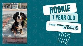 Allentown Dog Trainers ||| OLK9 Lehigh Valley ||| 1 Year Old Bernese Mountain Dog/Cavalier, Rookie