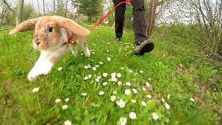 Mitsie Run - one happy bunny running with a leash (slow motion)