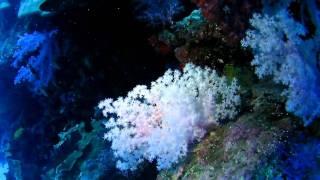 Soft Coral @ East Eden - Similan, Thailand