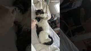 BIGO LIVE - best moment with your beloved cat