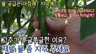 고추가 쭈글쭈글한 이유? 고온기..제발 물 좀 자주 주세요.(바사코트 처리 vs 미처리구 작황 차이는?)