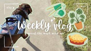 Service Dog Vlog || Weekly Vlog, running errands, training