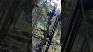 2024 Archery Bull Elk Killshot #elk #hunting #bowhunting #elkhunting #archery