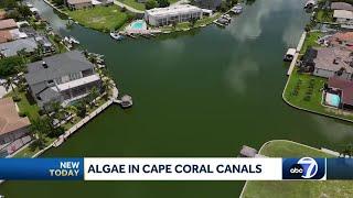 Algae creeping back into Cape Coral canals