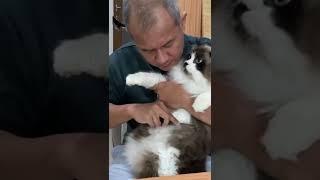 JANGAN PANIK KALO BULU KUCING RONTOK #shorts