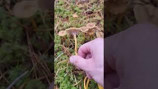 Mushroom paradise in Sweden