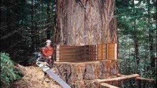 Extreme Dangerous Fast Cutting Big Tree Machines In Action, Fastest Saw Felling Wood Machine