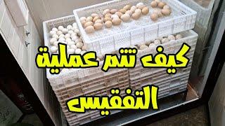 هكذا يتم وضع البيض في الشباك للتفقيس