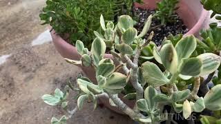 Crassula Ovata 101 - More Than Just ‘Jade’