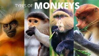 30 Types of Monkeys for Kids | Learn the Names of Monkey Species for Kindergarten and Toddlers