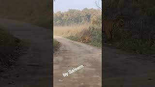 pilibhit tiger reserve jungle safari up