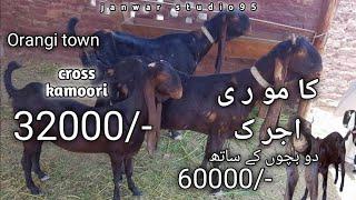 kamoori bakri | bakri k bachy | orangi town mandi | ajrak