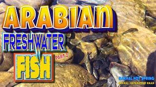 Garra Rufa - Arabian Freshwater Fish2. Places to visit in Oman.