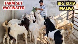 Farm Set Bakre Kota Malwa Fully Vaccinated At Chotu Goat’s