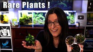 Getting RARE Aquatic Plants Including a Rare ANUBIAS! 