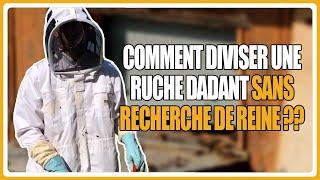 Comment diviser une ruche dadant sans recherche de reine ??