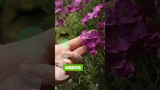 Aubrieta - weißte Bescheid 