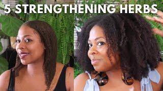 5 Best Strengthening Herbs for Hair Growth| Herbal Hair Growth Challenge Week 3