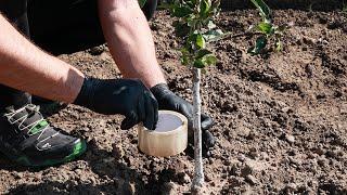 Why didn't I know this method before? Ant colonies and aphids are gone!